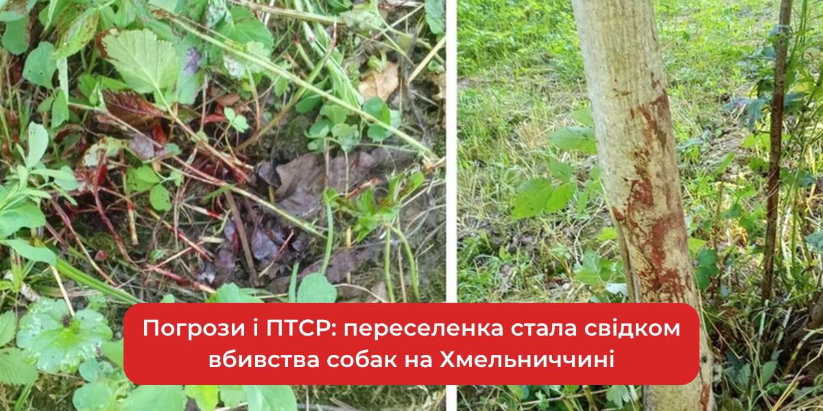 Переселенка стала свідком жорстокого вбивства собаки на Хмельниччині: погрози та ПТСР.