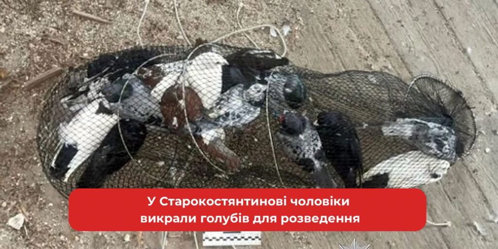 Старокостянтинівські викрадачі: зникнення голубів для розведення