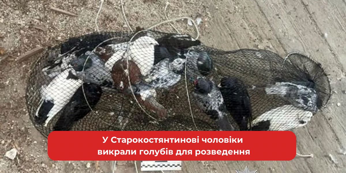 Старокостянтинівські викрадачі: зникнення голубів для розведення
