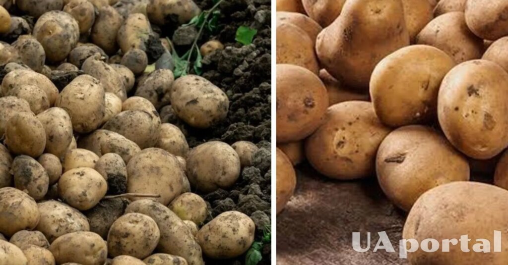 В Україні зросте вартість популярного продукту: скільки коштуватиме гречка