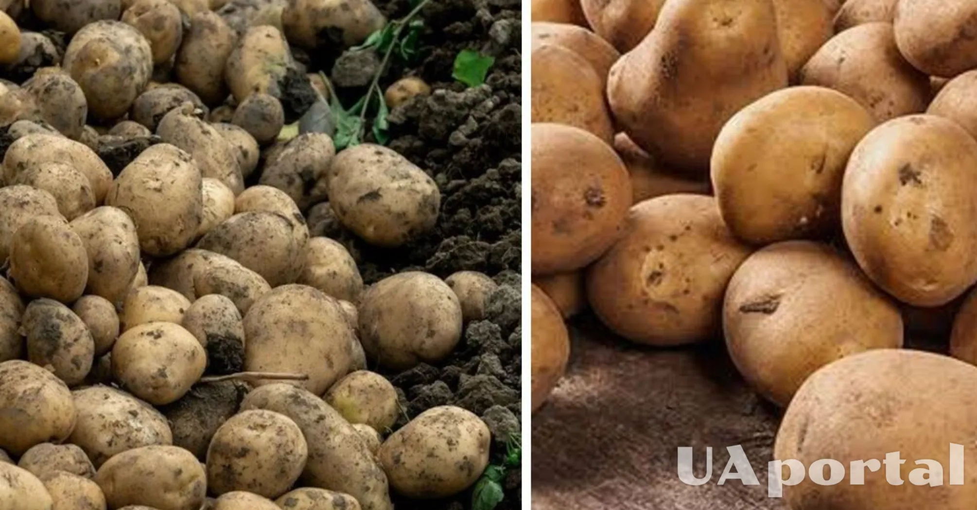В Україні зросте вартість популярного продукту: скільки коштуватиме гречка