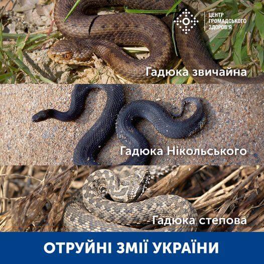 Цьогоріч уражено зміїною отрутою 31 особу: на Хмельниччині звернень поки не зафіксовано